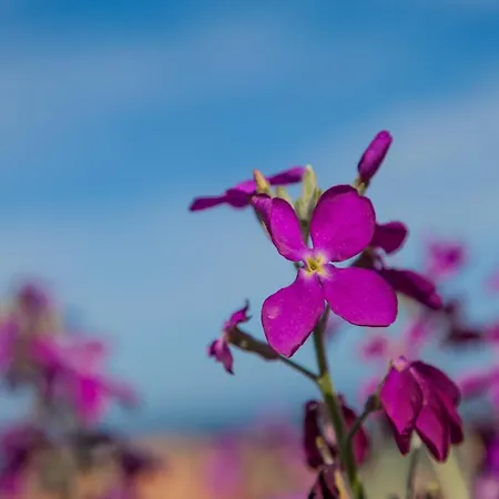 In Sardinia With Sea View - Arielle Costa Paradiso